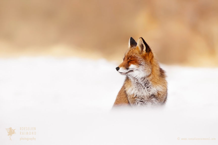 Foxy Christmas Fairytale By Dutch Photographer Roeselien Raimond