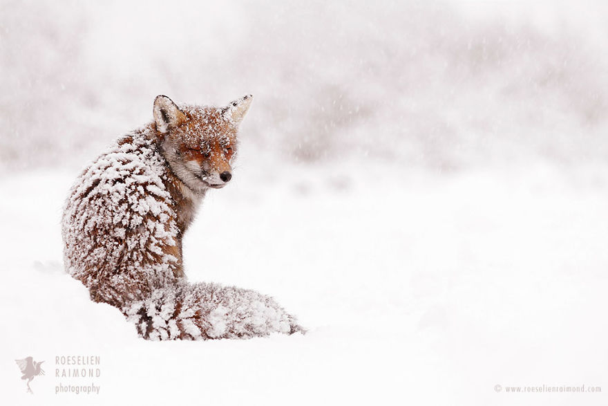 Foxy Christmas Fairytale By Dutch Photographer Roeselien Raimond
