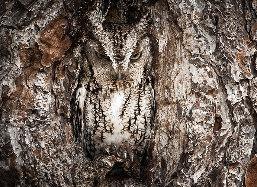 20 Wildlife Photographs For Your Inspiration!