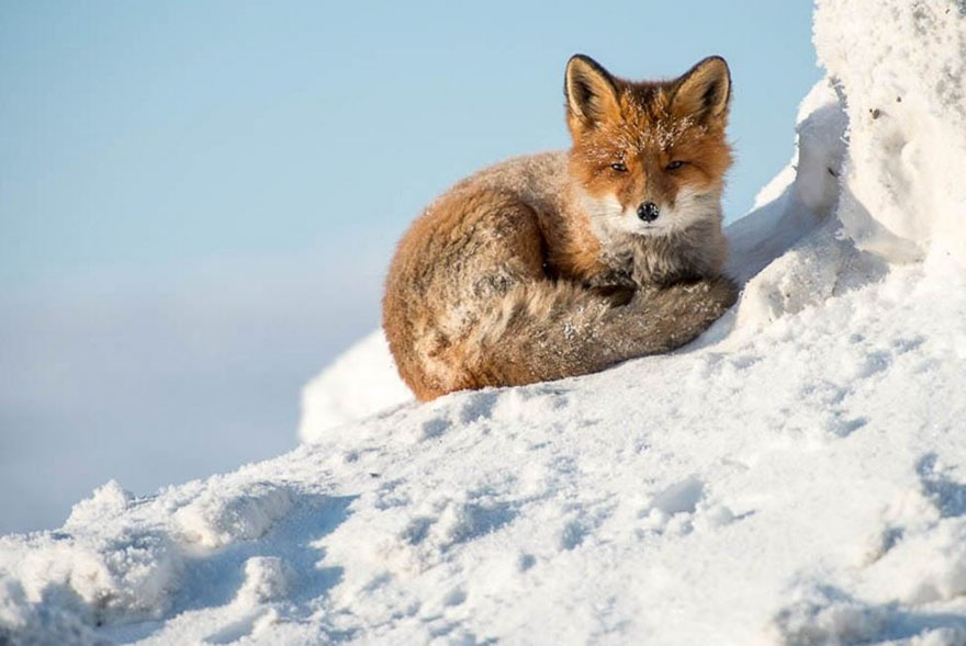 Winter Fox Photography