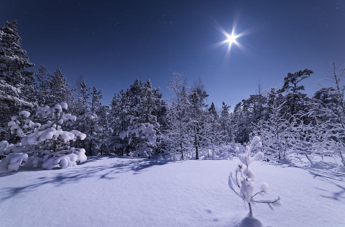 Winter Moonlight