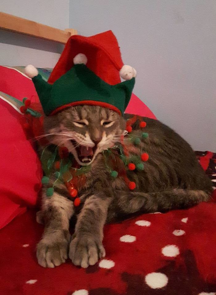 When Your Cat Gets Into The Eggnog