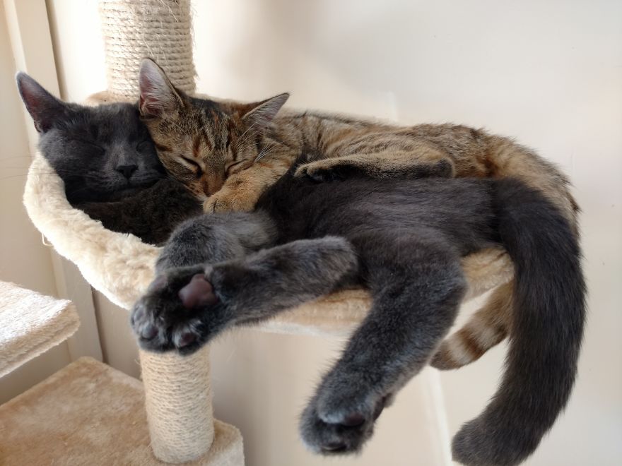 Facts About Cats’ Sleeping Habits