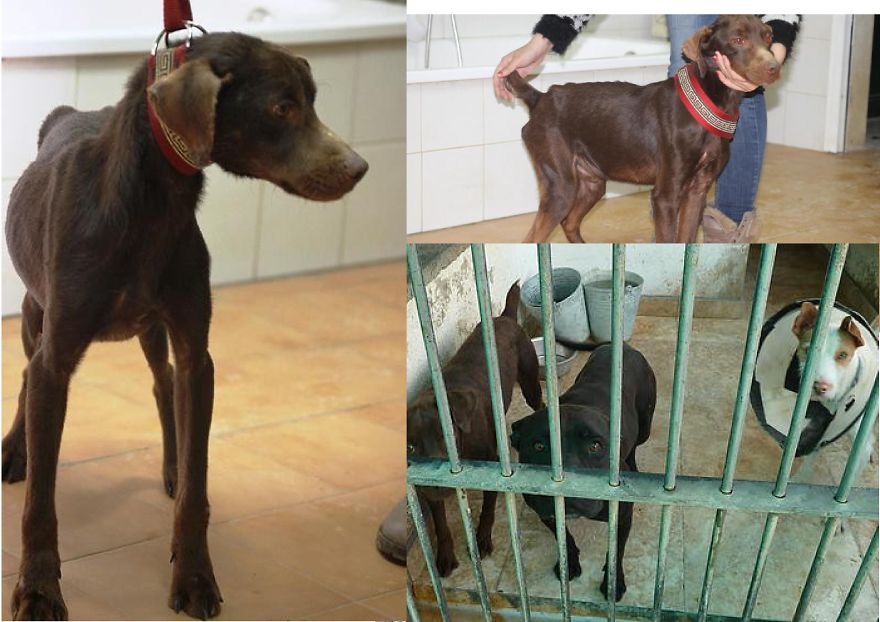 Never Buy. Adopt! The Story Of Rescue-Dog Hermes