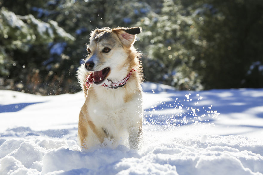 Rescue Dogs Playing In The Snow Will Make Your Day