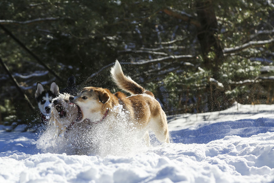 Rescue Dogs Playing In The Snow Will Make Your Day