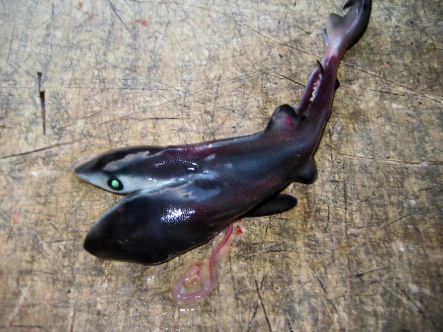 Two-Headed Sharks Keep Popping Up—no One Knows Why