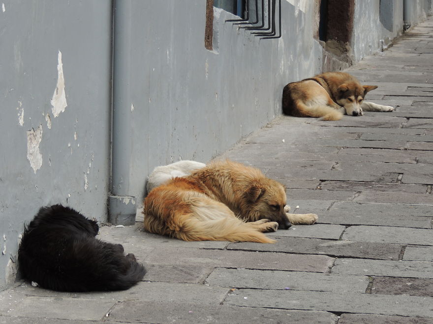 I Paid Tribute To The Dogs Of Ecuador I Paid Tribute To The Dogs Of Ecuador
