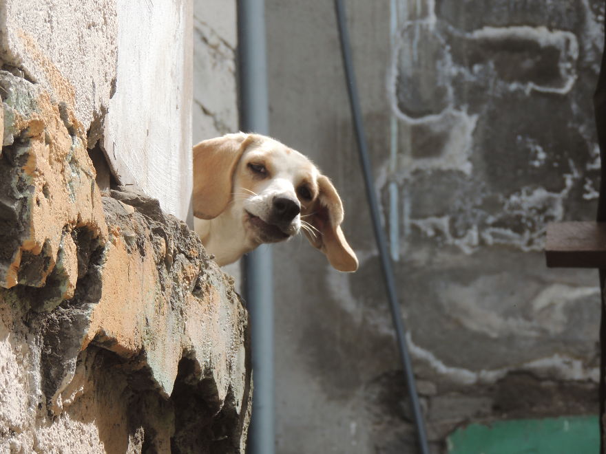 I Paid Tribute To The Dogs Of Ecuador I Paid Tribute To The Dogs Of Ecuador