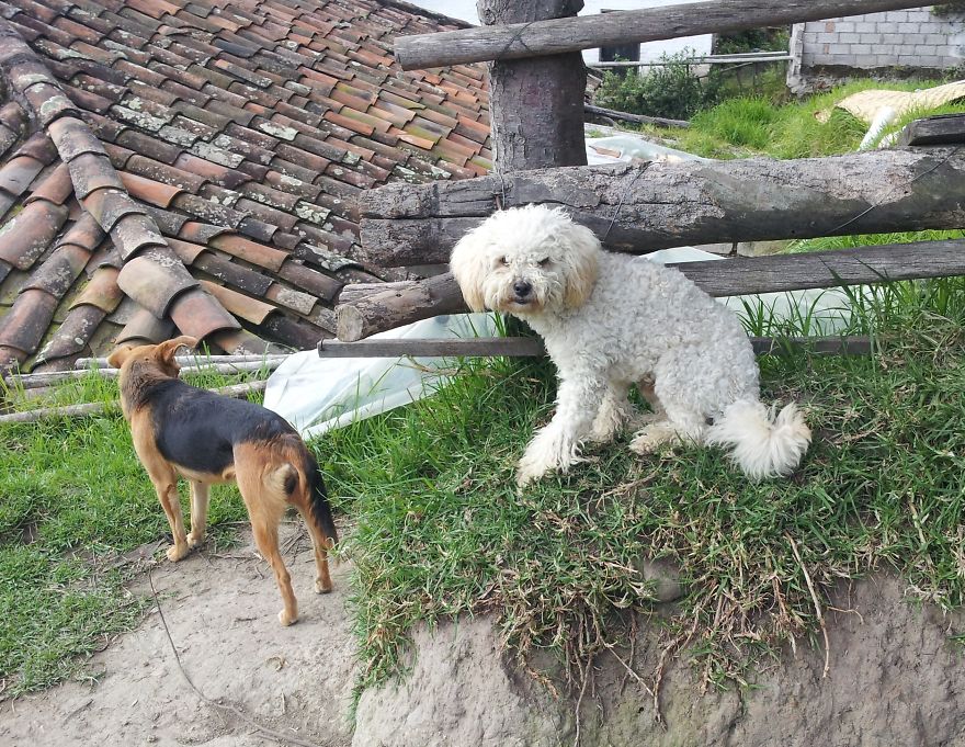 I Paid Tribute To The Dogs Of Ecuador I Paid Tribute To The Dogs Of Ecuador