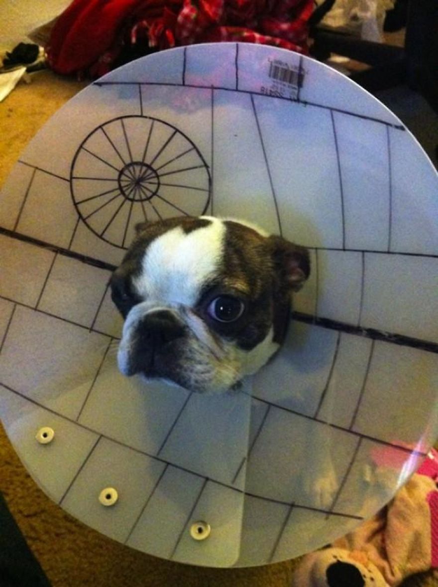 10 Pet Parents Who Went Above And Beyond With The Cone Of Shame