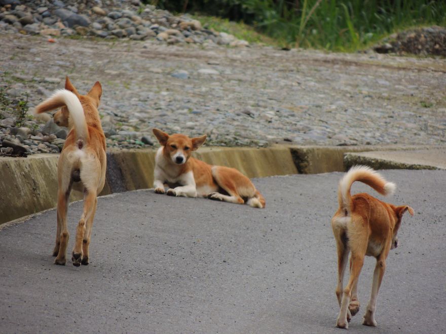 I Paid Tribute To The Dogs Of Ecuador I Paid Tribute To The Dogs Of Ecuador