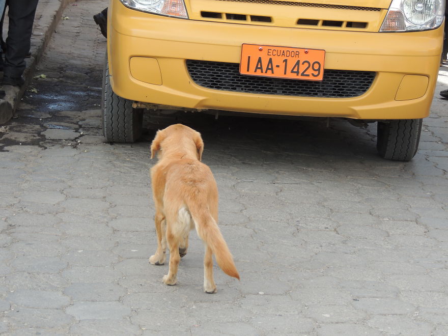 I Paid Tribute To The Dogs Of Ecuador I Paid Tribute To The Dogs Of Ecuador