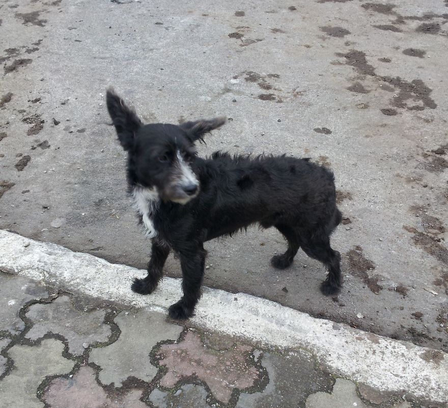 I Paid Tribute To The Dogs Of Ecuador I Paid Tribute To The Dogs Of Ecuador