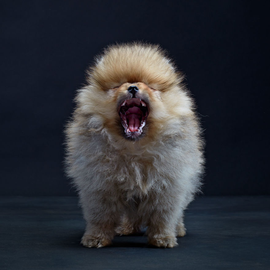 I Photograph Dogs Expressing Human Emotions