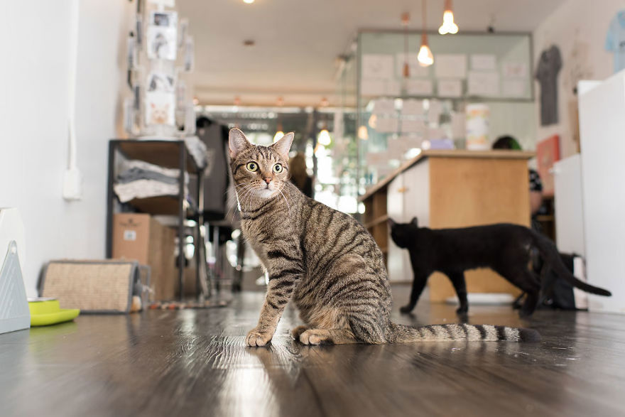 Shop Cats Of New York! Photographer Captures Cats In Shops All Over New York