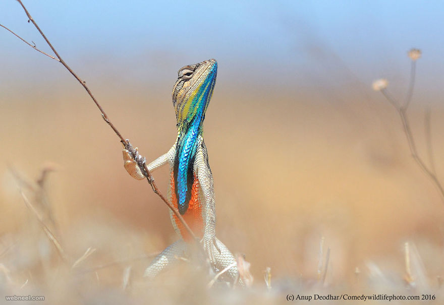 30 Best Award Winning Wildlife Photography Examples From Around The World