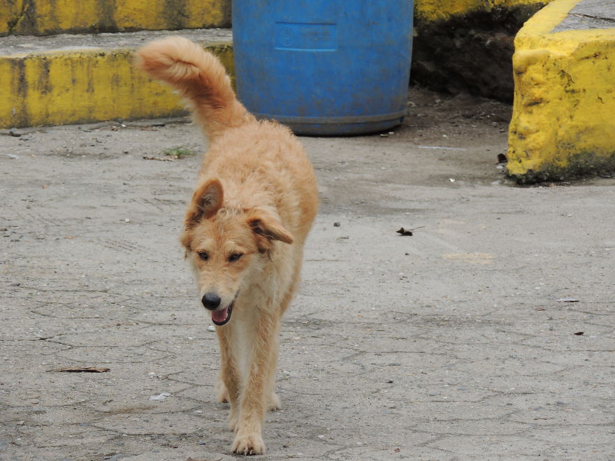 I Paid Tribute To The Dogs Of Ecuador I Paid Tribute To The Dogs Of Ecuador