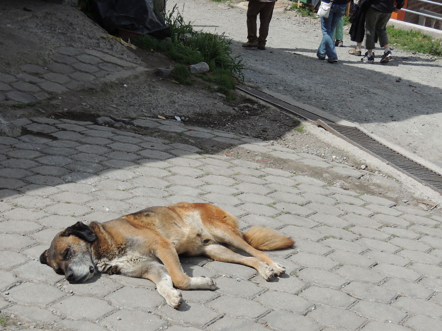 I Paid Tribute To The Dogs Of Ecuador I Paid Tribute To The Dogs Of Ecuador