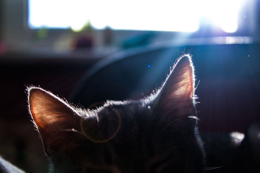 I Photograph Life With My Cat I Photograph Life With My Cat
