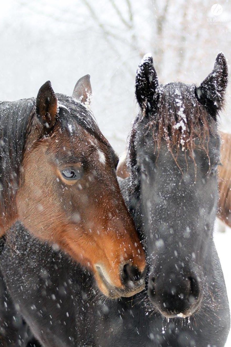 The Last Few Days I Made Of Our Horses Some Winter Pictures