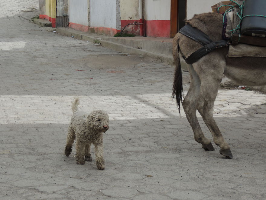 I Paid Tribute To The Dogs Of Ecuador I Paid Tribute To The Dogs Of Ecuador