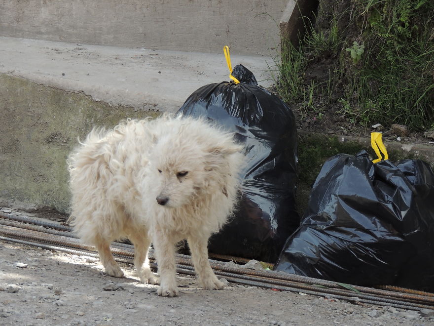 I Paid Tribute To The Dogs Of Ecuador I Paid Tribute To The Dogs Of Ecuador