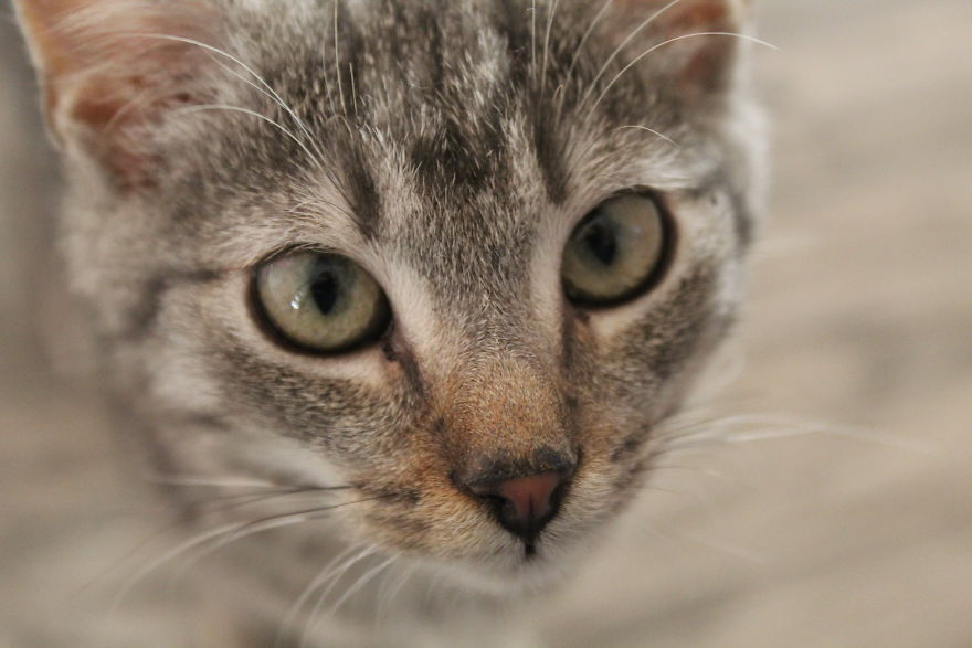 I Photograph Life With My Cat I Photograph Life With My Cat