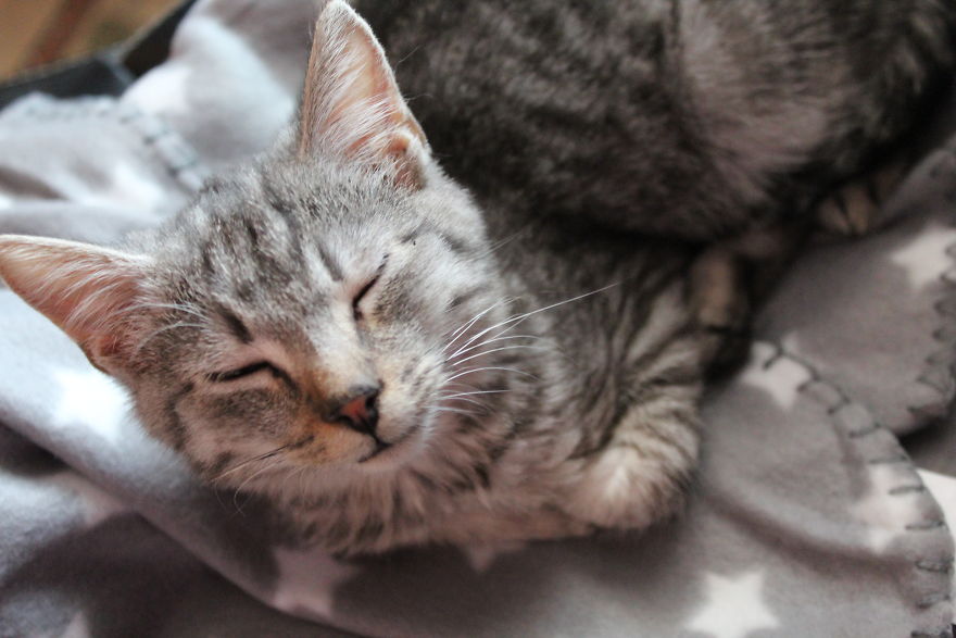 I Photograph Life With My Cat I Photograph Life With My Cat