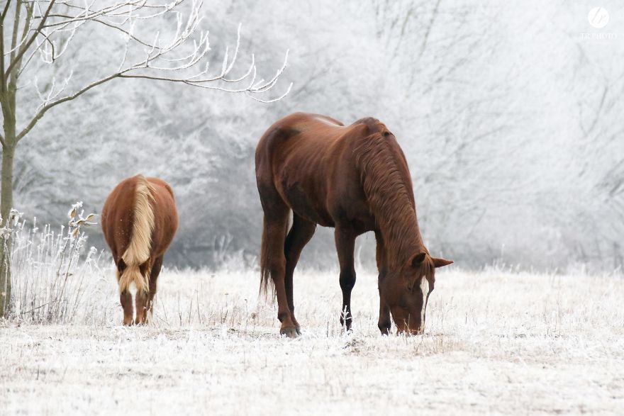 The Last Few Days I Made Of Our Horses Some Winter Pictures