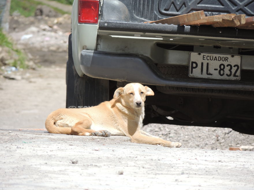 I Paid Tribute To The Dogs Of Ecuador I Paid Tribute To The Dogs Of Ecuador