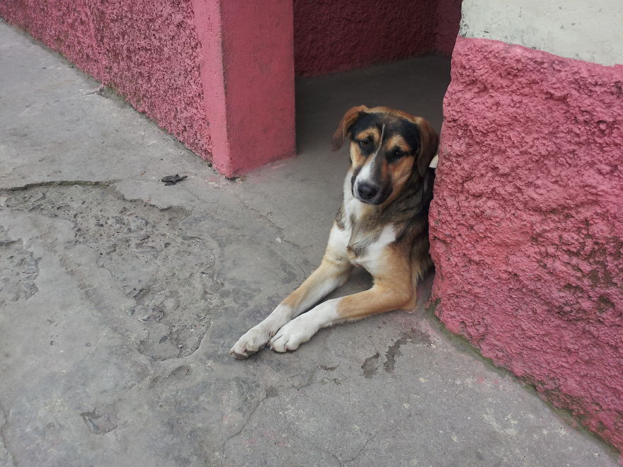 I Paid Tribute To The Dogs Of Ecuador I Paid Tribute To The Dogs Of Ecuador