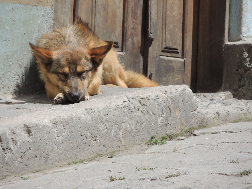 I Paid Tribute To The Dogs Of Ecuador I Paid Tribute To The Dogs Of Ecuador