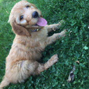 brooklynmillhollin avatar