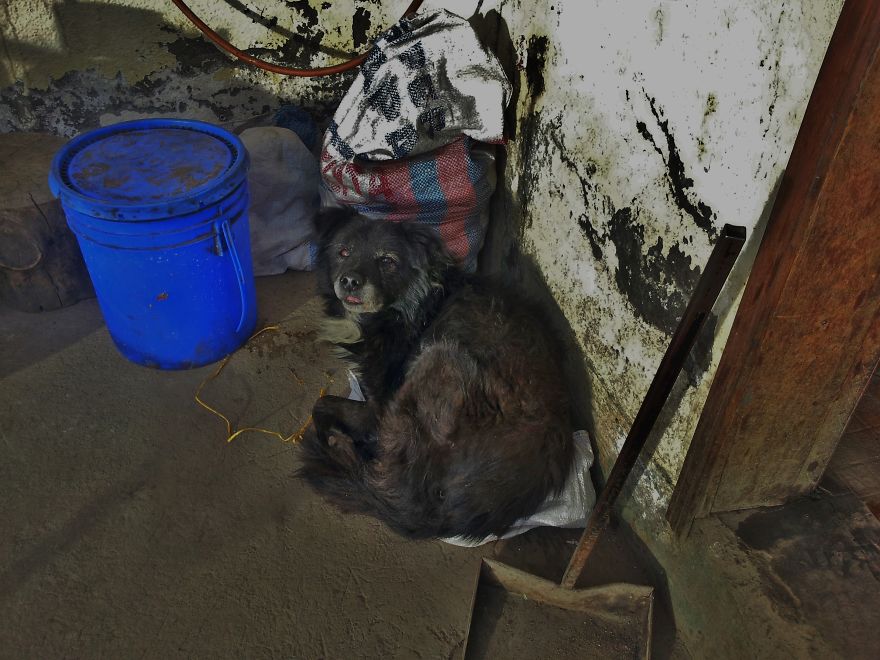 I Paid Tribute To The Dogs Of Ecuador I Paid Tribute To The Dogs Of Ecuador