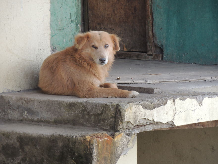 I Paid Tribute To The Dogs Of Ecuador I Paid Tribute To The Dogs Of Ecuador