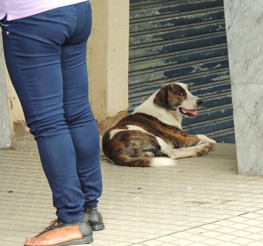 I Paid Tribute To The Dogs Of Ecuador I Paid Tribute To The Dogs Of Ecuador