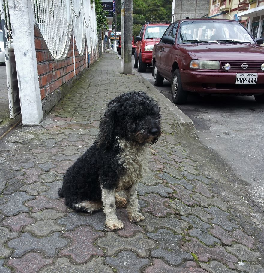 I Paid Tribute To The Dogs Of Ecuador I Paid Tribute To The Dogs Of Ecuador