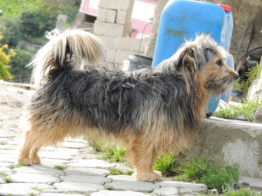 I Paid Tribute To The Dogs Of Ecuador I Paid Tribute To The Dogs Of Ecuador