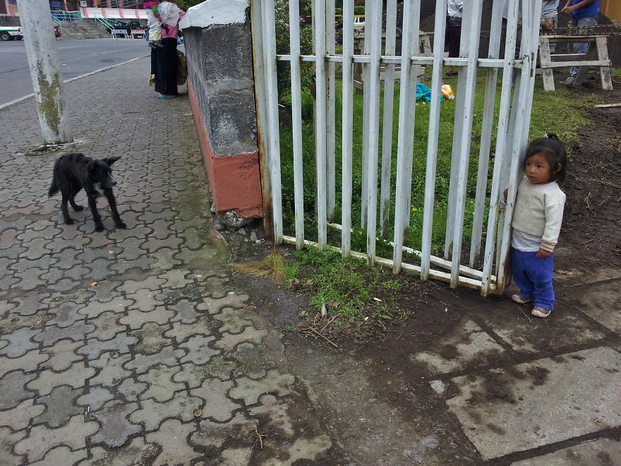 I Paid Tribute To The Dogs Of Ecuador I Paid Tribute To The Dogs Of Ecuador