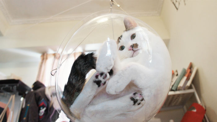 Transparent Bubble Chair That We Created For Cats