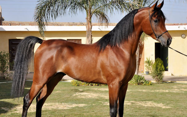 14+ Top Most Expensive Horse Breed