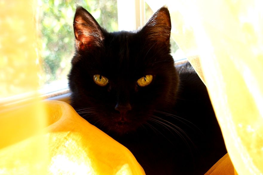 At Halloween I Commemorate My Black Cat, Rebeka
