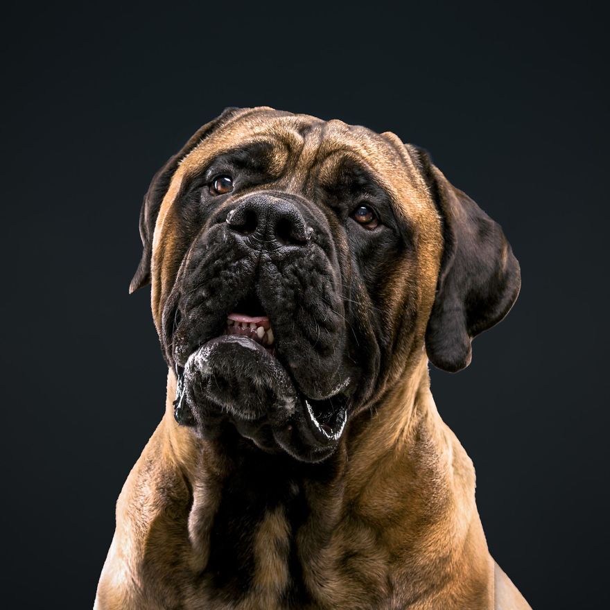 I Photograph Dogs Expressing Human Emotions