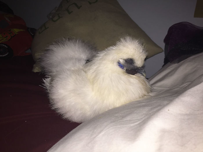 Meet Charlie, My Adorable Pet Chicken