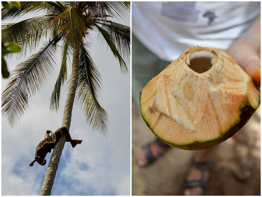 How Does Our Everyday Spices And Fruits Grow - Pictures From Zanzibar How Does Our Everyday Spices And Fruits Grow - Pictures From Zanzibar