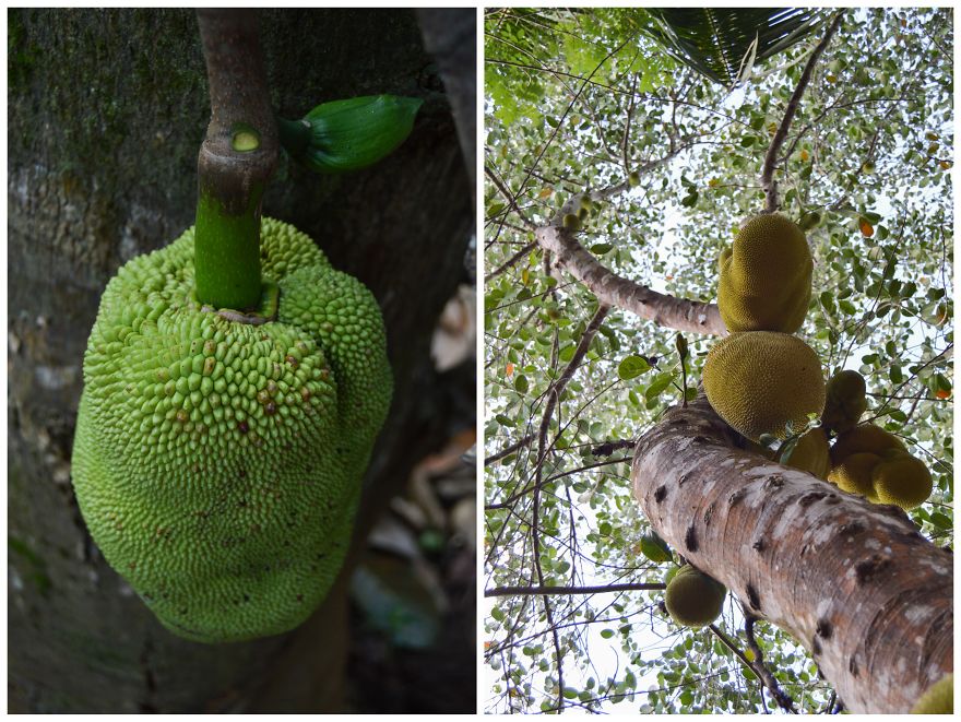 How Does Our Everyday Spices And Fruits Grow - Pictures From Zanzibar How Does Our Everyday Spices And Fruits Grow - Pictures From Zanzibar