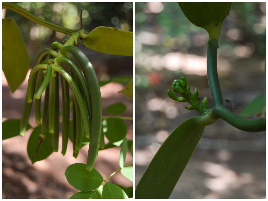 How Does Our Everyday Spices And Fruits Grow - Pictures From Zanzibar How Does Our Everyday Spices And Fruits Grow - Pictures From Zanzibar