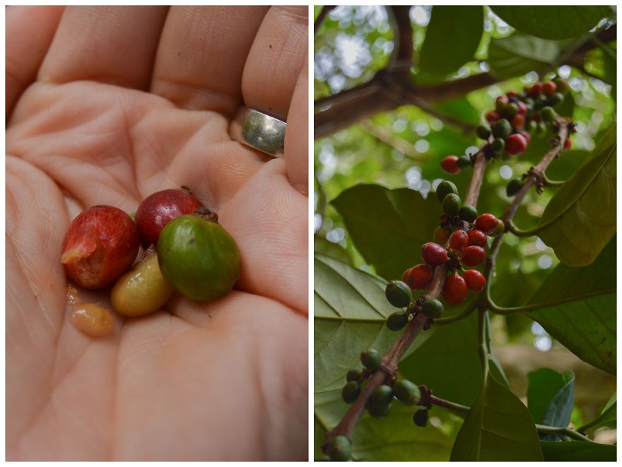How Does Our Everyday Spices And Fruits Grow - Pictures From Zanzibar How Does Our Everyday Spices And Fruits Grow - Pictures From Zanzibar