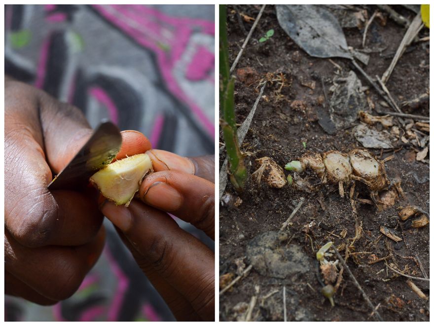How Does Our Everyday Spices And Fruits Grow - Pictures From Zanzibar How Does Our Everyday Spices And Fruits Grow - Pictures From Zanzibar